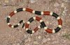 Arizona Coral Snake.jpg