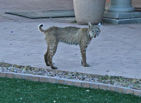 Bobcat 2 E-mail..JPG