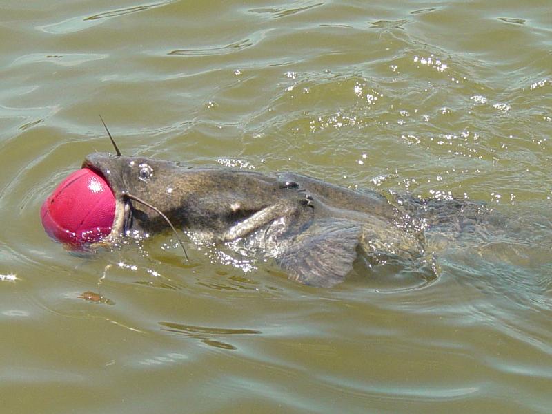 catfish2..jpg