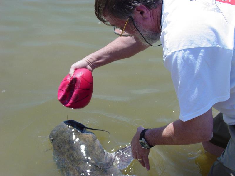 catfish5..jpg