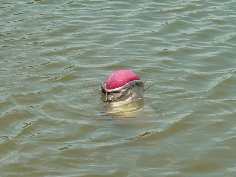 catfish1..jpg