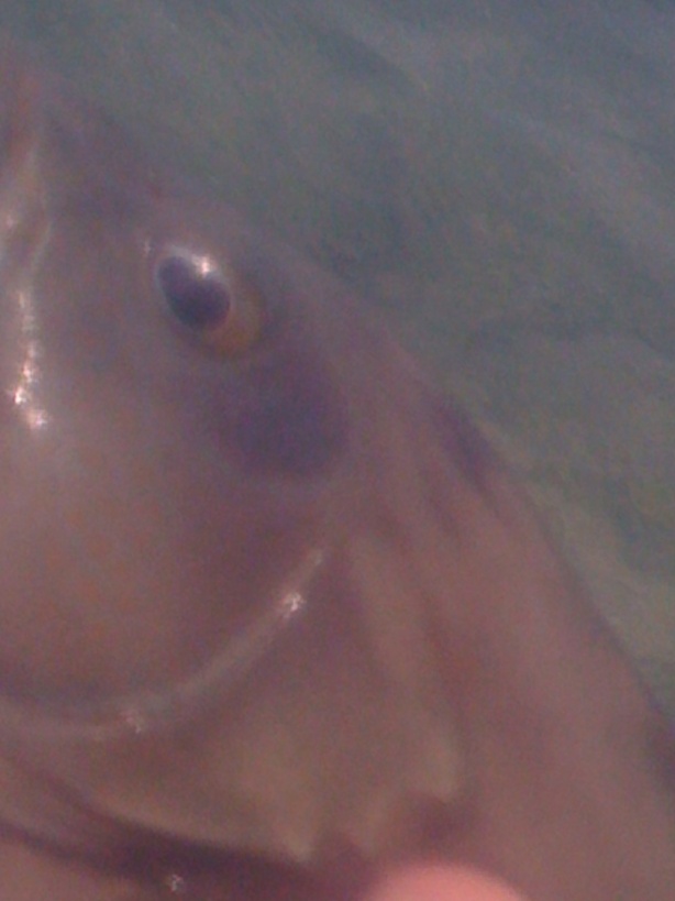 grouper.jpg