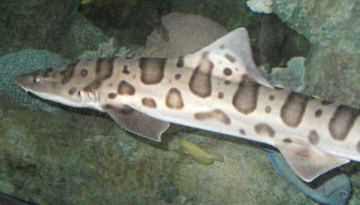 leopardshark.jpg