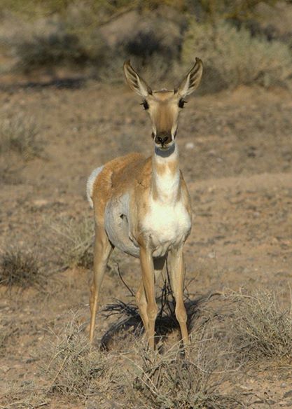 mule deer.jpg
