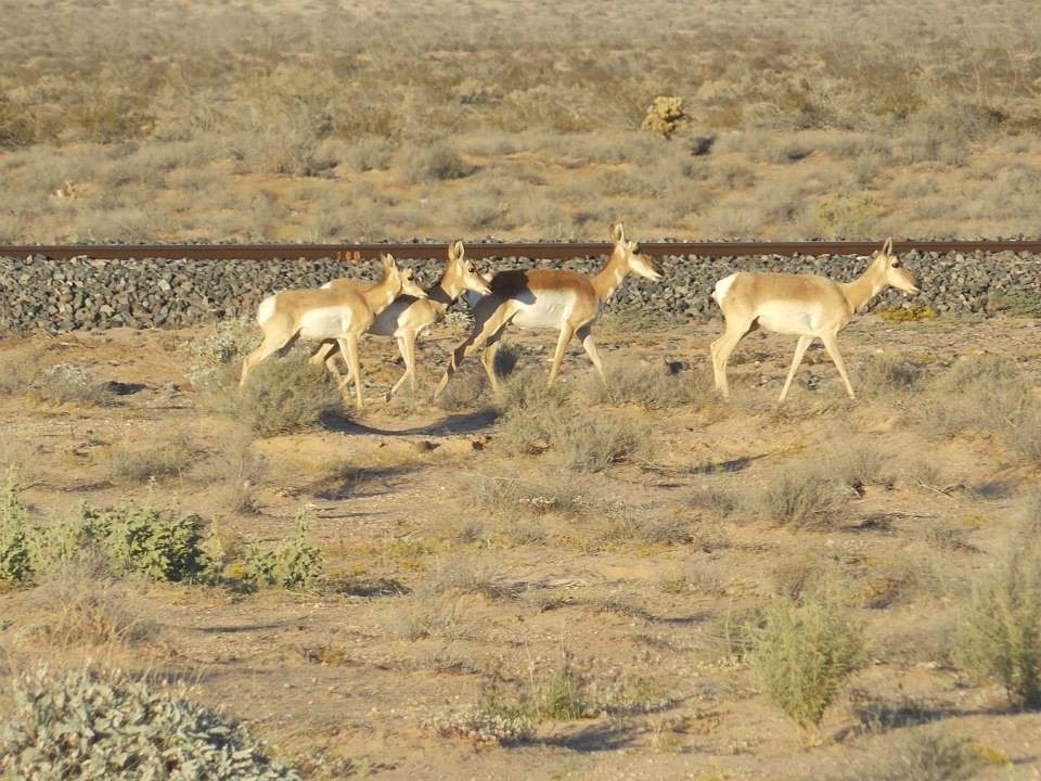 muledeers.jpg