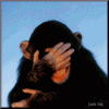 monkey 2.gif