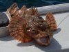 Sculpin1.jpg