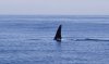 orca2.jpg