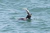 sealion eating leopard shark.jpg