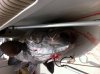 Black sea bass 005.jpg