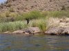 AZ Apr 2011 054.jpg