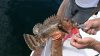 Stone-Sculpin-ScorpionFish.jpg