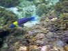 Rainbow-Wrasse.jpg