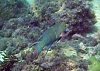 male-mexican-hogfish2.jpg