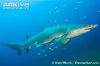 Sand-tiger-shark-swimming.jpg