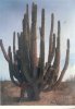 BIG cactusfx.jpg
