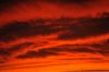 Cholla Sunset Birds.jpg