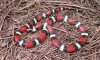 Scarlet King Snake.jpg