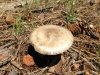 Mushroom1 08-2013.jpg