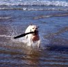 Rio playing in Sea of Cortez.jpg