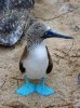blue footed booby.jpg