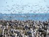 Pelican frenzy.jpg