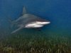 blacktip-shark-animal-profile_43614_600x450.jpg