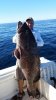 20141128_95#GulfGrouper.jpg