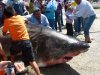 Great White Guaymas (Small).jpg