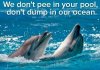 dolphinsdontpeeinpool.jpg